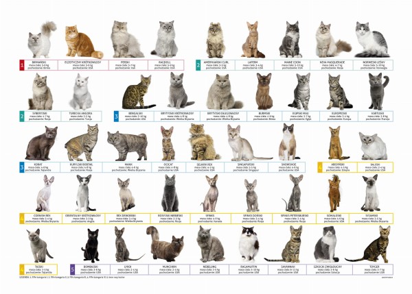 Podkład oklejany edukacyjny Koty