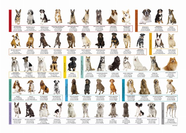 Podkład oklejany edukacyjny Psy