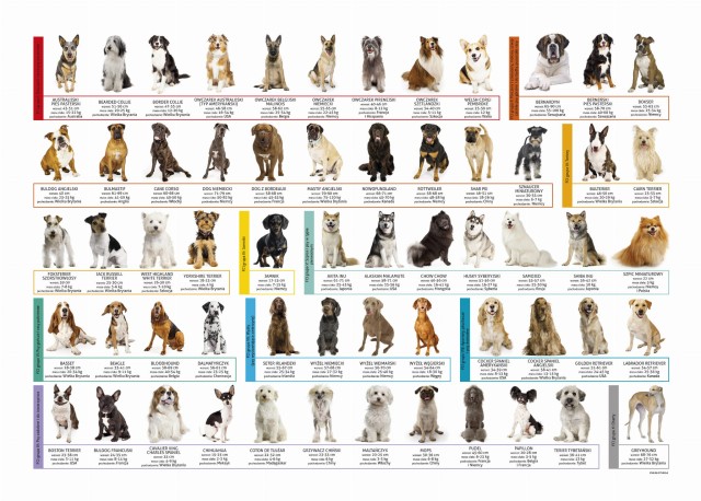 Podkład oklejany edukacyjny Psy