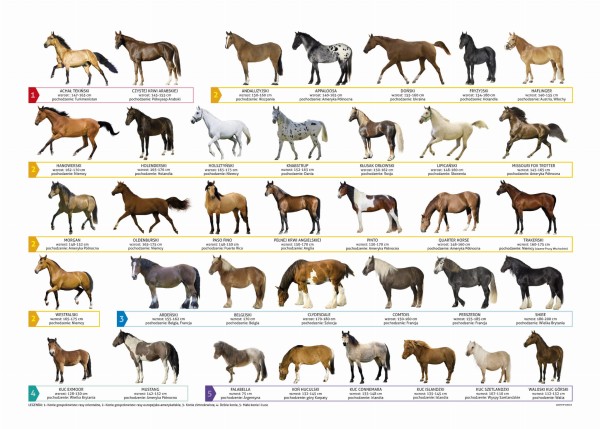 Podkład oklejany edukacyjny Konie