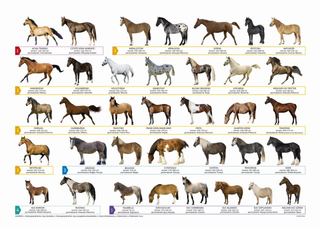 Podkład oklejany edukacyjny Konie